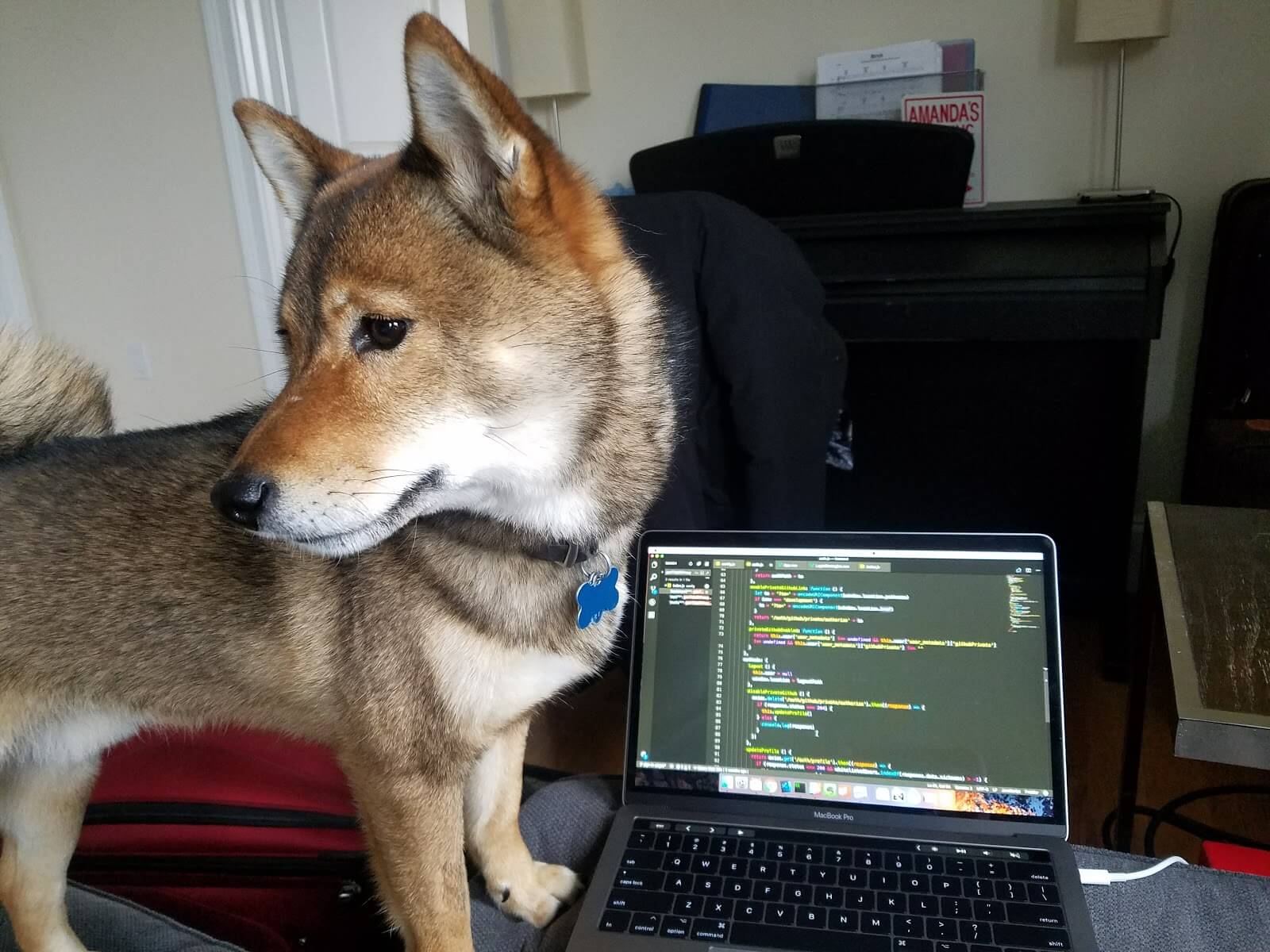 Developer_dog